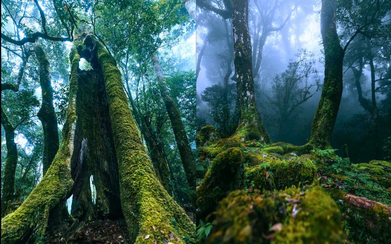 Kinh nghiệm Trekking Tà Xùa từ A đến Z: Chinh phục "thiên đường mây" Rung nguyen sinh Quoc gia Ta Xua Kho bau cua thien nhien