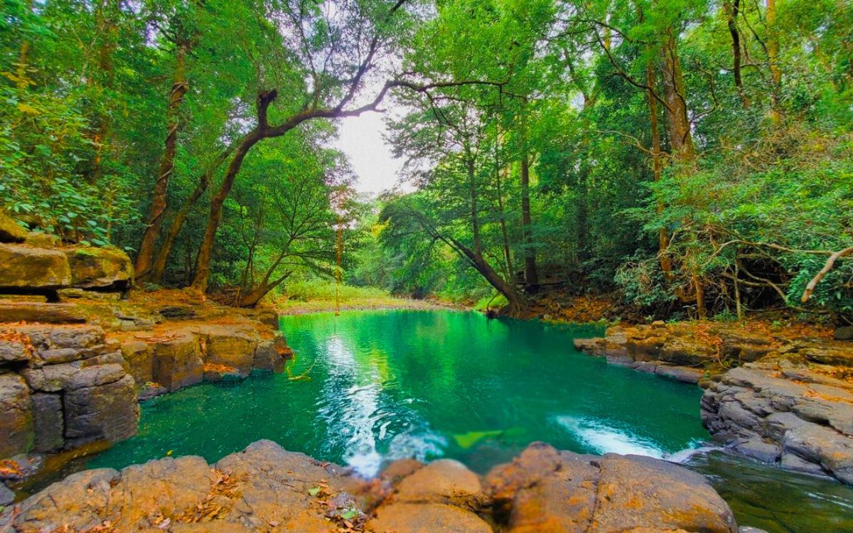 Trekking Bù Gia Mập: Kinh nghiệm chinh phục rừng già từ A đến Z
