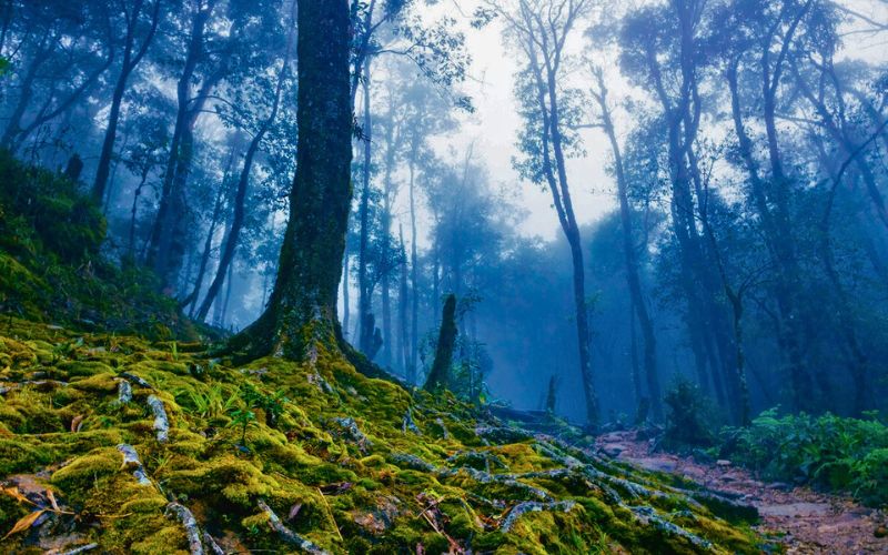 Trekking Fansipan - Nóc nhà Đông Dương: Kinh nghiệm trekking "xịn sò" nhất 2025! Nhung diem LOI KEO ban den Fansipan