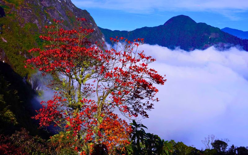 Bạch Mộc Lương Tử Trekking: Chinh phục "Nóc nhà" Tây Bắc và săn mây đại ngàn! Ngan sach chinh phuc Bach Moc Luong Tu bao nhieu la du